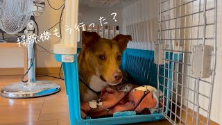 まだまだ掃除機が怖くて逃げちゃう野犬の子