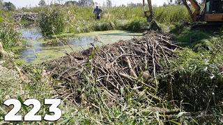 A Huge Amount Of Water Accumulated By Beavers - Beaver Dam Removal With Excavator No.223