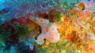 葉山自然水族館　オオモンカエルアンコウの幼魚