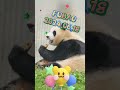 FUBAO2024.06.18 #panda #pets #fubao #animals #cute #科普 #cutepanda #automobile #funny #搞笑