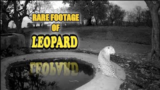 An Elusive Leopard's Quenching moment at night on waterhole