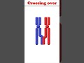 crossing over animation biology crossingover