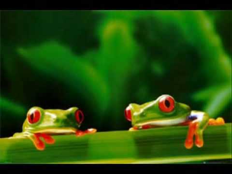Two Frogs Youtube