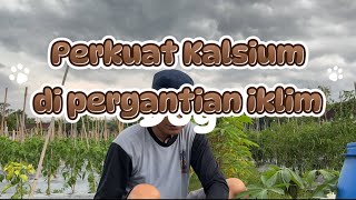 Cabe rawit kaliber (part 13)