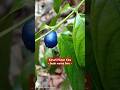 V1036 Buah hutan warna biru. Kenali hutan kita bersama Joe Walid.