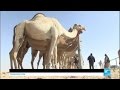 Qatar's racing camels: Luxury lives to ensure sporting success