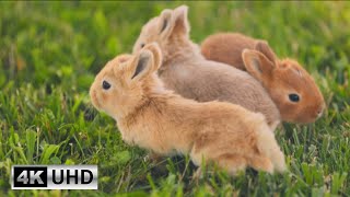 Cute Bunny  with Relaxing Piano Music | Soothing Music for Stress Relief 4K s