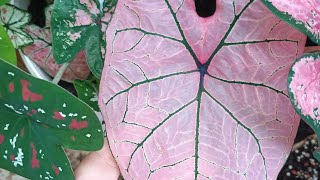 caladium/ coleção tailandês/