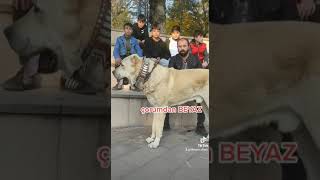 dev çoban köpeği. ayı gibi köpek. kangal.malakli.çorumlu beyaz