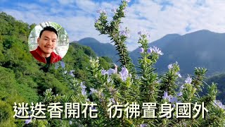 迷迭香開花｜彷彿置身國外｜阿爾卑斯山！？