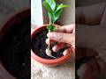 How To Grow Mogra Jasmine Plant From Cuttings | Mogra | jasmine #shorts #youtubeshorts #mogra