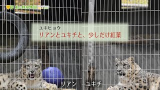 【東山動植物園公式】リアンとユキチと、少しだけ紅葉《 ユキヒョウ　ヒョウ 》