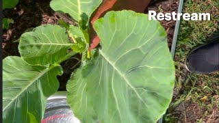 Harvesting Fresh Backyard Collard Greens \u0026 Bok Choy