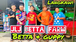 Melawat JLJ Betta Farm Langkawi Breeder//ikan padu. Betta dan Guppy.