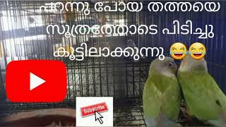 പറന്നു പോയ തത്തയെ സൂത്രത്തോടെ പിടികൂടുന്നു🦜🦜 😂😂