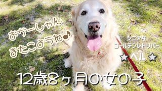 【🐶107】一気見✴️お出かけ大好き12歳ゴールデンレトリバー🤍桜が咲いたらまたこようね🤍No.102～106⭐2023.3.11🚙