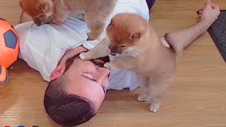 Hooman no feeling too good! Shiba Inu puppies (with captions)