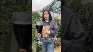 天堂鳥倒伏黃葉，試試這個辦法！天堂鳥 花卉綠植 養花小知識