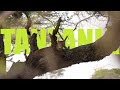 Hunting Tanzania 🇹🇿 - Low Res Preview