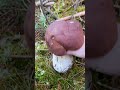 The best bolete of the fall 2024 #fungi #food #nature #mushroom #baravika #sēnes #sēņošana #foraging