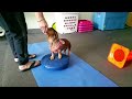 dachshund ivdd rehab exercises paws up pivot