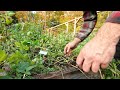 root vegetable harvest from my garden for thanksgiving october 7