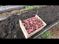 root vegetable harvest from my garden for thanksgiving october 7