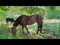 how to shoe a horse important tips and tricks for horse shoeing