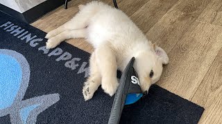 サンダルを噛みちぎる狂暴なゴールデンレトリバー子犬ティト。