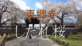 東郷寺のしだれ桜