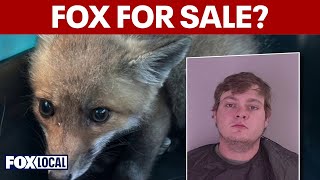 Virginia man charged with capturing, trying to sell fox