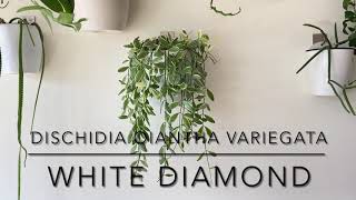 DISCHIDIA OIANTHA VARIEGATA “WHITE DIAMOND” [Short Overview With CloseUps]