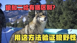 1190狼和二哈有啥区别？养狼人用这方法验证狼野性！猛兽架势不敢招惹