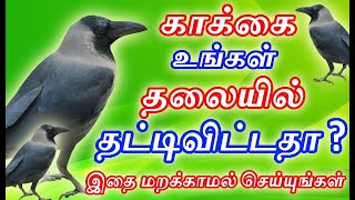 காக்கை  உங்கள் தலையில் தட்டிவிட்டதா ? | food to crow | Did crow hit your head?|#nammabhoominammasamy