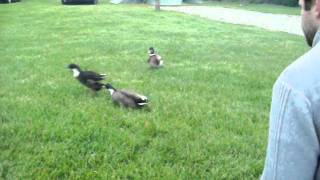 Cute ducks at Ty Rhos Campsite near Newquay, West Wales