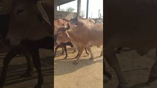 #1000subscriber #youtubeshorts #youtube #gircow #gir little calf  .  govaliya song Indian gir cows