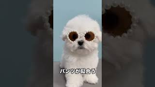 日本生まれの韓国ミニビションパピーのリノくん❤️素敵なご家族様募集中です🍀#犬  #韓国ミニビション #韓国ミニビション子犬 #short