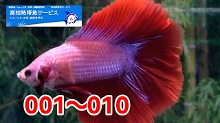 新着ダブルテールオス【高知熱帯魚サービスHP】06M0124 001から010