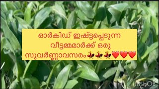 വീട്ടിലിരുന്നുകൊണ്ട് ഓർകിഡ് വളർത്തി നമുക്കും കാശുണ്ടാക്കാം 💃💃💃❤️❤️❤️🌹🌹🌹thadathil vlog