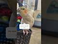 Lovely voice❤️🥰 #birdsinging #birds #birdsounds #trending #parrot #viralvideo #viralshort #viral