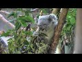 食事をするコアラの親子「ニーナ＆ニシチ」（多摩動物公園）baby koala u0026 mother