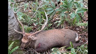 北海道の鹿笛猟 10月後半