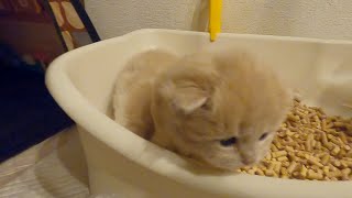 子猫たちがトイレトレーニングを始めました！【スコティッシュフォールド】