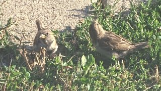 Sparrows Are So Cute