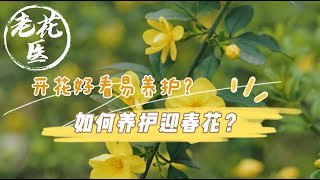 【开箱评测048】乡间田野迎春花，好看美丽显芳华! Unboxing Winter Jasmine for 35RMB.