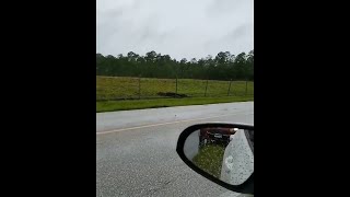 VIDEO: Alligator climbs fence at Naval Air Station Jacksonville