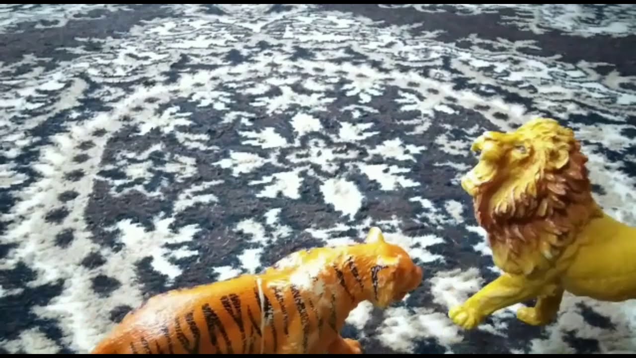 Barbary Lion Vs Siberian Tiger. - YouTube