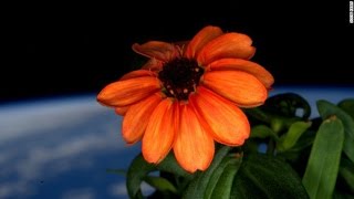 FIRST EVER FLOWER GROWN IN SPACE JANUARY 21, 2016