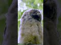 モフモフすぎるトラフズク雛