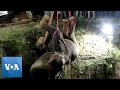 Elephant Hoisted From Well in India